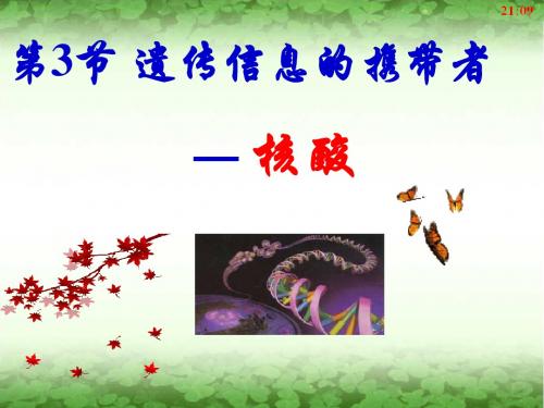 高中生物课件-核酸