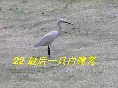 最后一只白鹭鸶课件