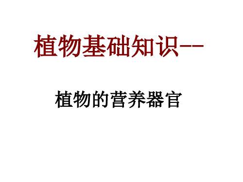 植物基础知识根器官PPT课件