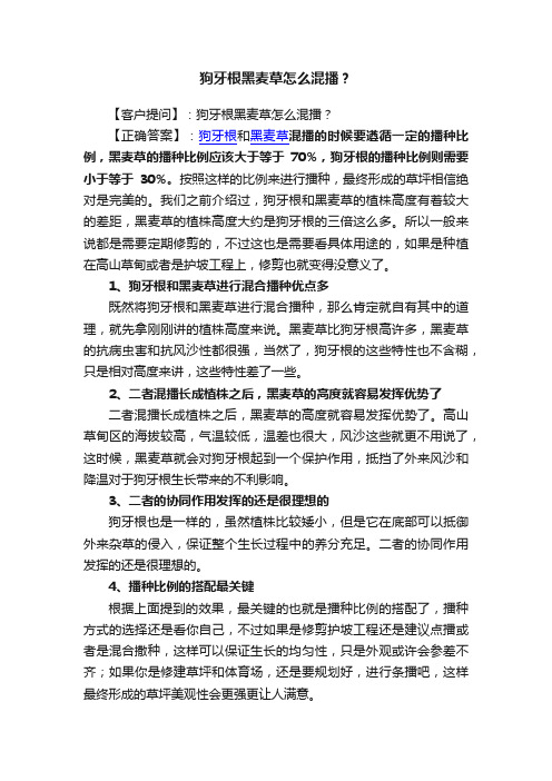 狗牙根黑麦草怎么混播？