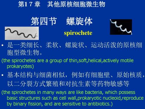 双语09-螺旋体 PPT课件
