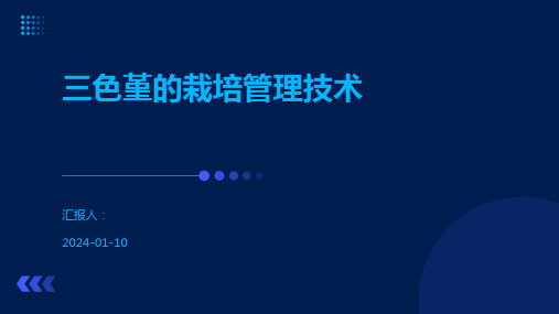 三色堇的栽培管理技术