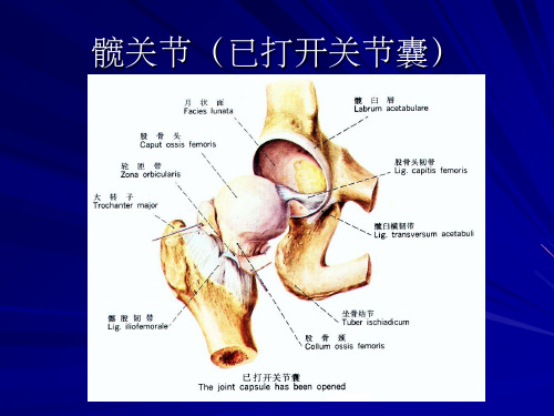 髋关节运动学ppt课件