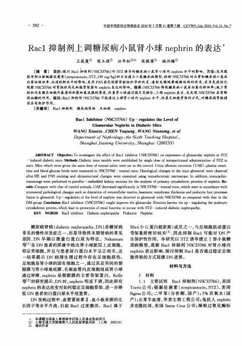 Rac1抑制剂上调糖尿病小鼠肾小球nephrin的表达