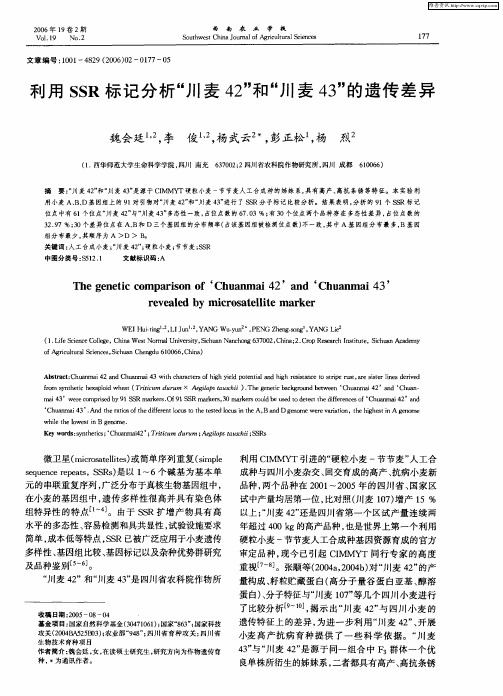 利用SSR标记分析“川麦42”和“川麦43”的遗传差异