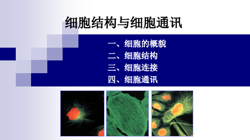 03 细胞结构与细胞通讯