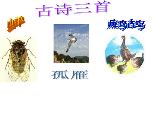 古诗蝉公开课