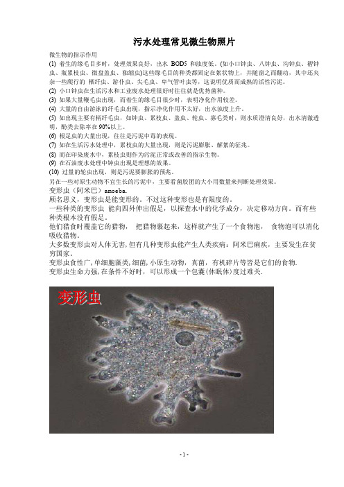 污水处理常见微生物照片