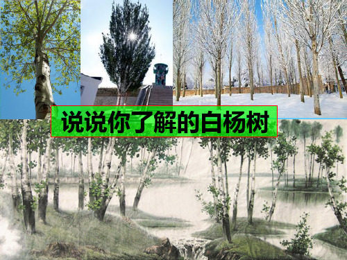 人教版五年级语文下册3.白杨(精品课件)