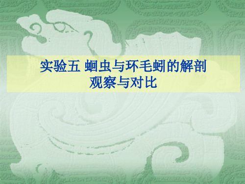 实验六 蛔虫与及环毛蚓的观察