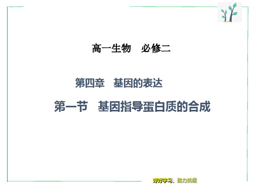 人教版必修二基因指导蛋白质合成