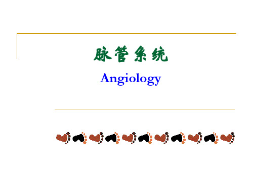 人体解剖生理学 脉管系统