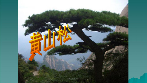 六年级语文上册黄山松3湘教版ppt课件