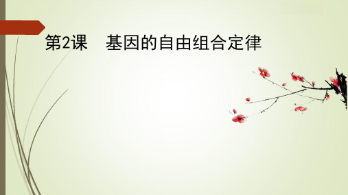 5.2自由组合定律课件高考一轮复习生物