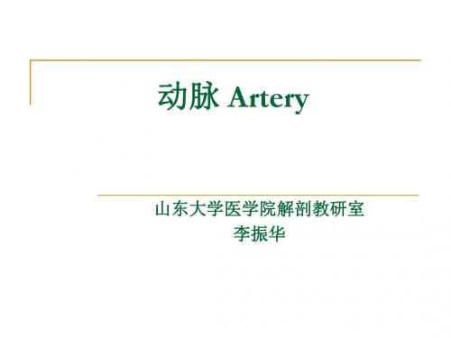 动脉PPT课件