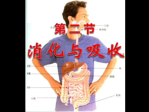 《消化和吸收》人体的营养-人教版七年级生物下册PPT课件