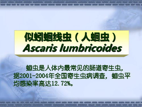 蛔虫