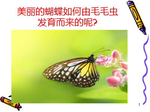 苏科版八上生物第20章第二节动物的发育 课件   (共20张PPT)