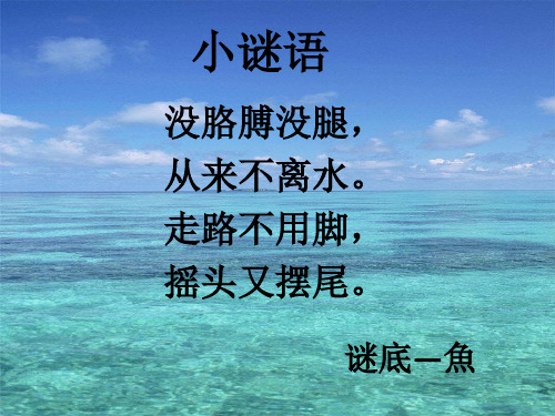 教科版小学科学一年级下册课件：2.5观察鱼优质课件(新教材)