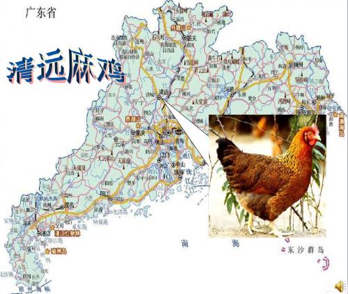 美食搜索之--清远麻鸡