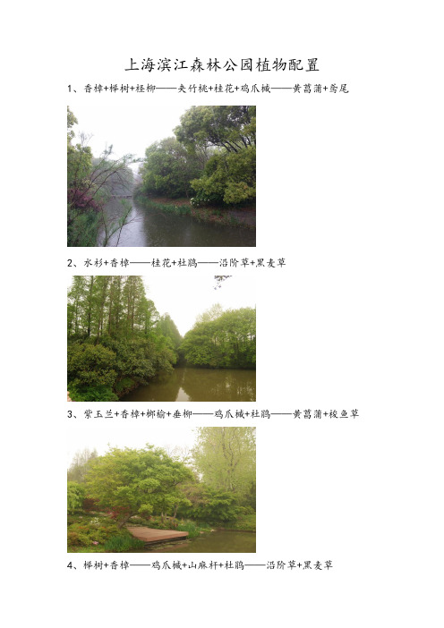 上海滨江森林公园植物配置