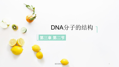 DNA分子的结构(优质)ppt课件