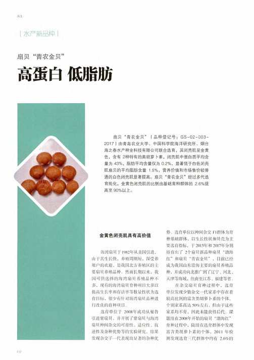 扇贝“青农金贝” 高蛋白 低脂肪