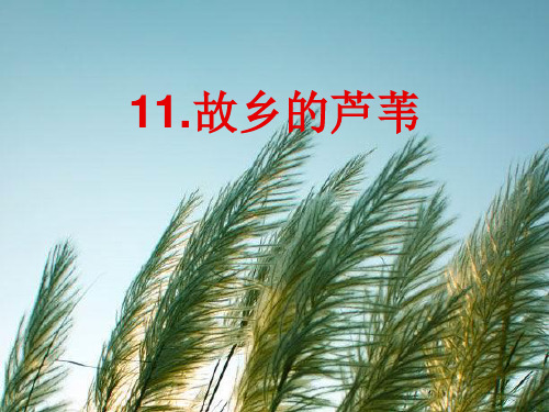 五年故乡的芦苇PPT课件