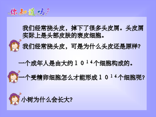 动物细胞的有丝分裂1完整ppt课件