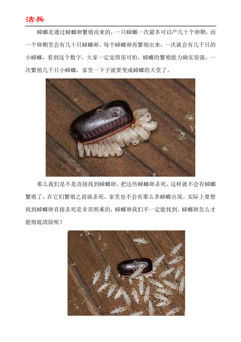 对付蟑螂卵的小妙招清除蟑螂卵的安全有效方法