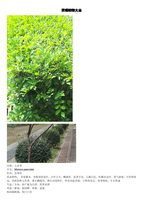 大学和小区常见的景观植物