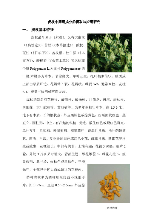 虎杖