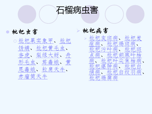 枇杷常见病虫害一览表