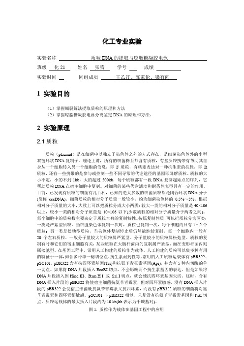 质粒DNA的提取和琼脂糖凝胶电泳