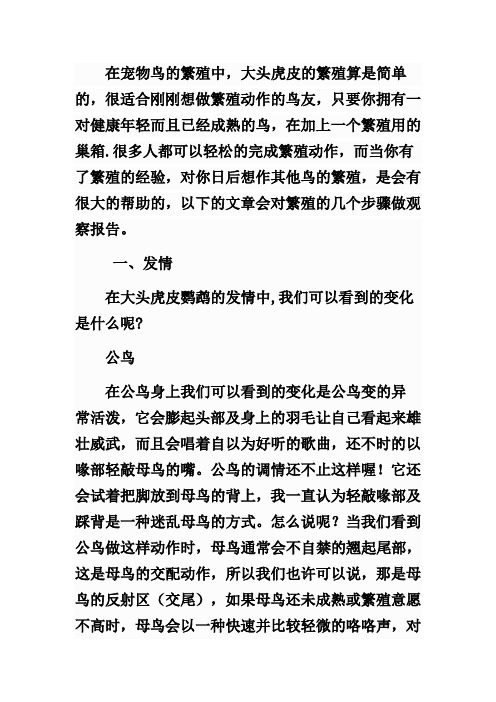 大头虎皮鹦鹉的繁殖