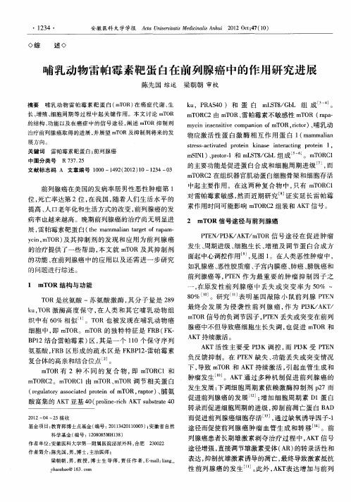 哺乳动物雷帕霉素靶蛋白在前列腺癌中的作用研究进展