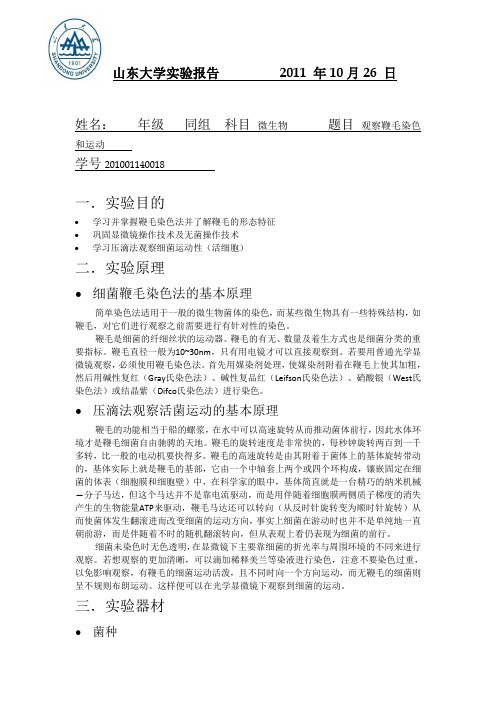 鞭毛染色实验报告           年   月   日