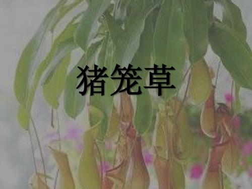 猪笼草