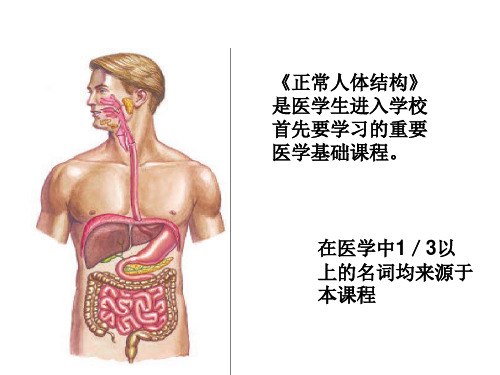 1绪论与细胞 正常人体结构课件