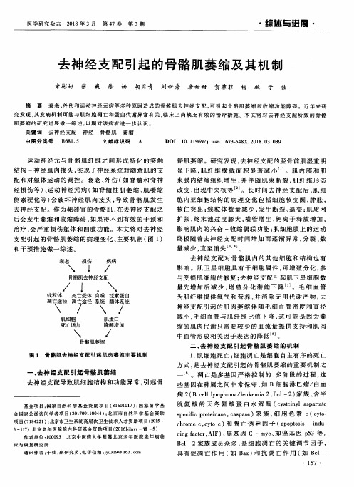 去神经支配引起的骨骼肌萎缩及其机制