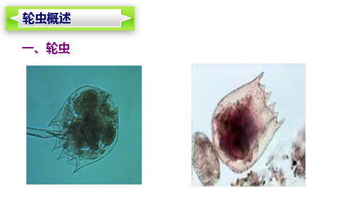 轮虫培养(生物饵料培养课件)