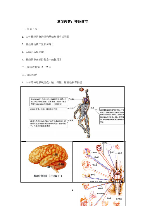 (最新)高三生物复习高效学案《神经调节》