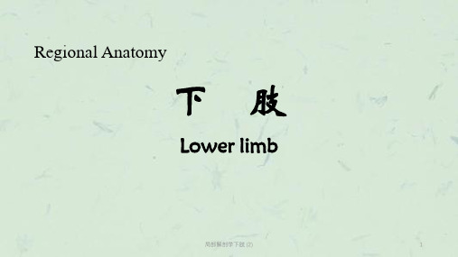 局部解剖学下肢 (2)课件