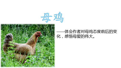 四年级语文下册课件母鸡部编版2