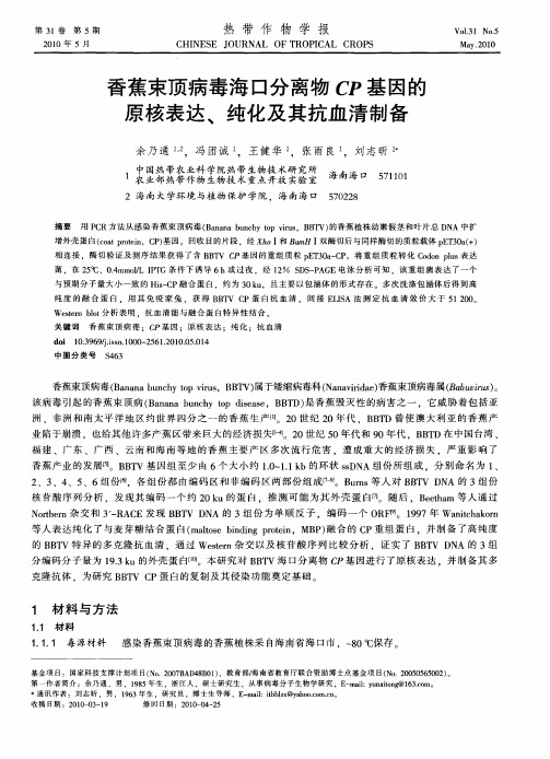 香蕉束顶病毒海口分离物CP基因的原核表达、纯化及其抗血清制备