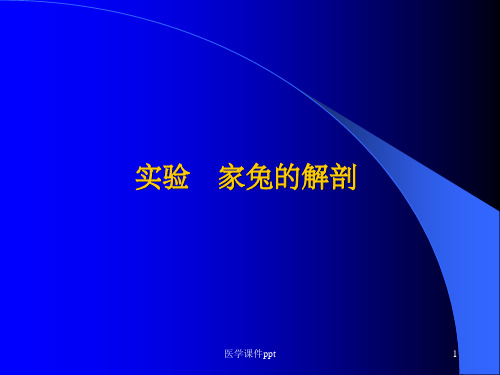 动物学实验家兔的解剖