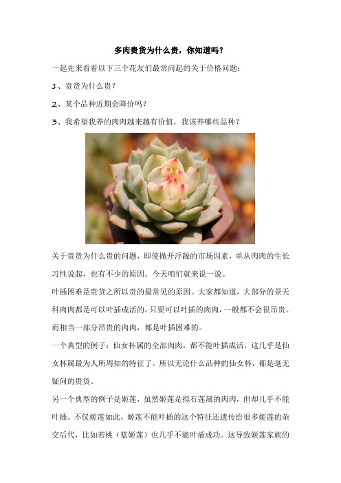 多肉贵货为什么贵,你知道吗？