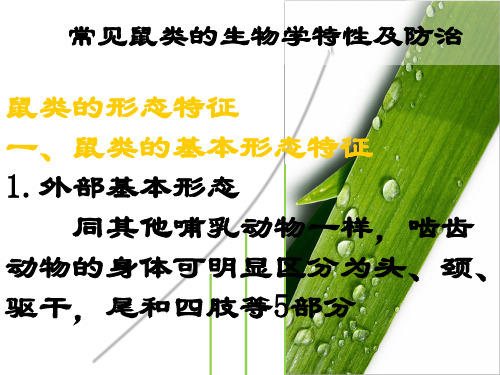 常见鼠类的生物学特性及防治