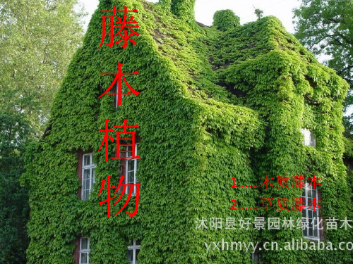 藤本植物和草本植物