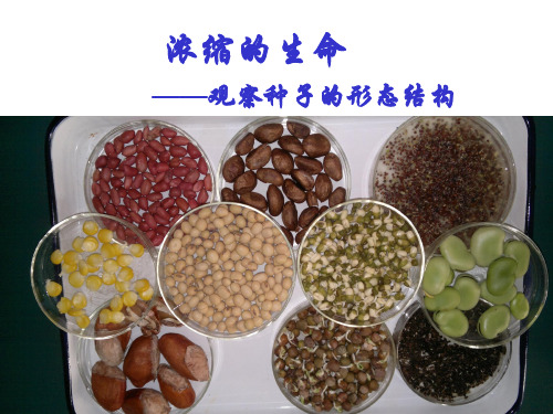 观察种子的形态结构